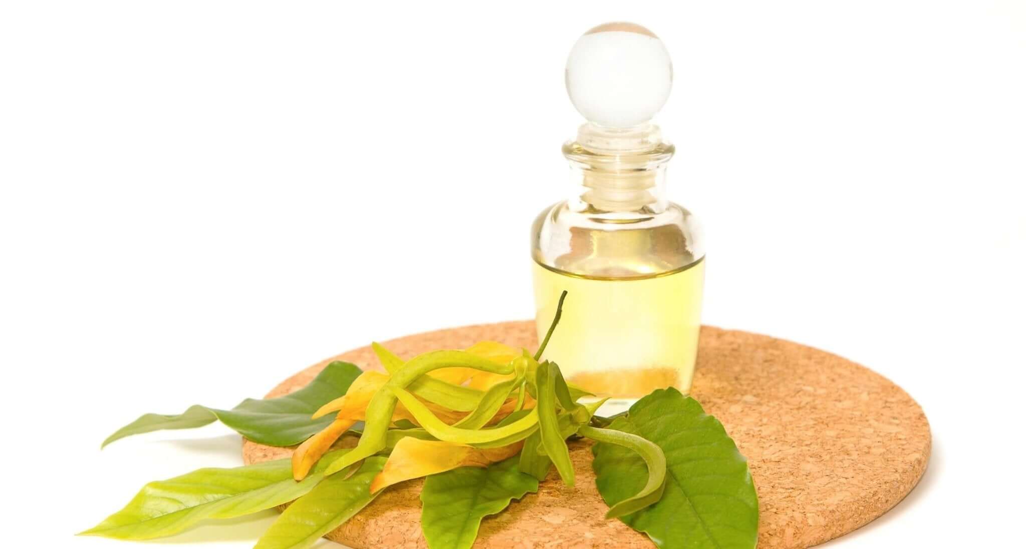 6 Health Benefits of Ylang-Ylang Oil - Three Ships