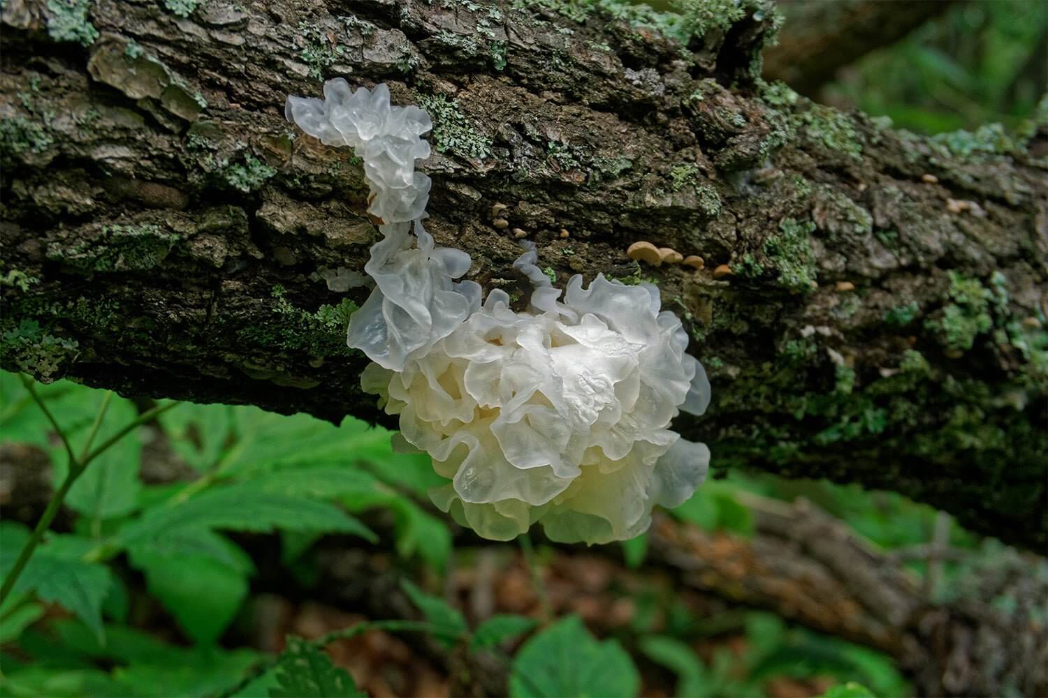 Tremella Mushroom Benefits - Three Ships