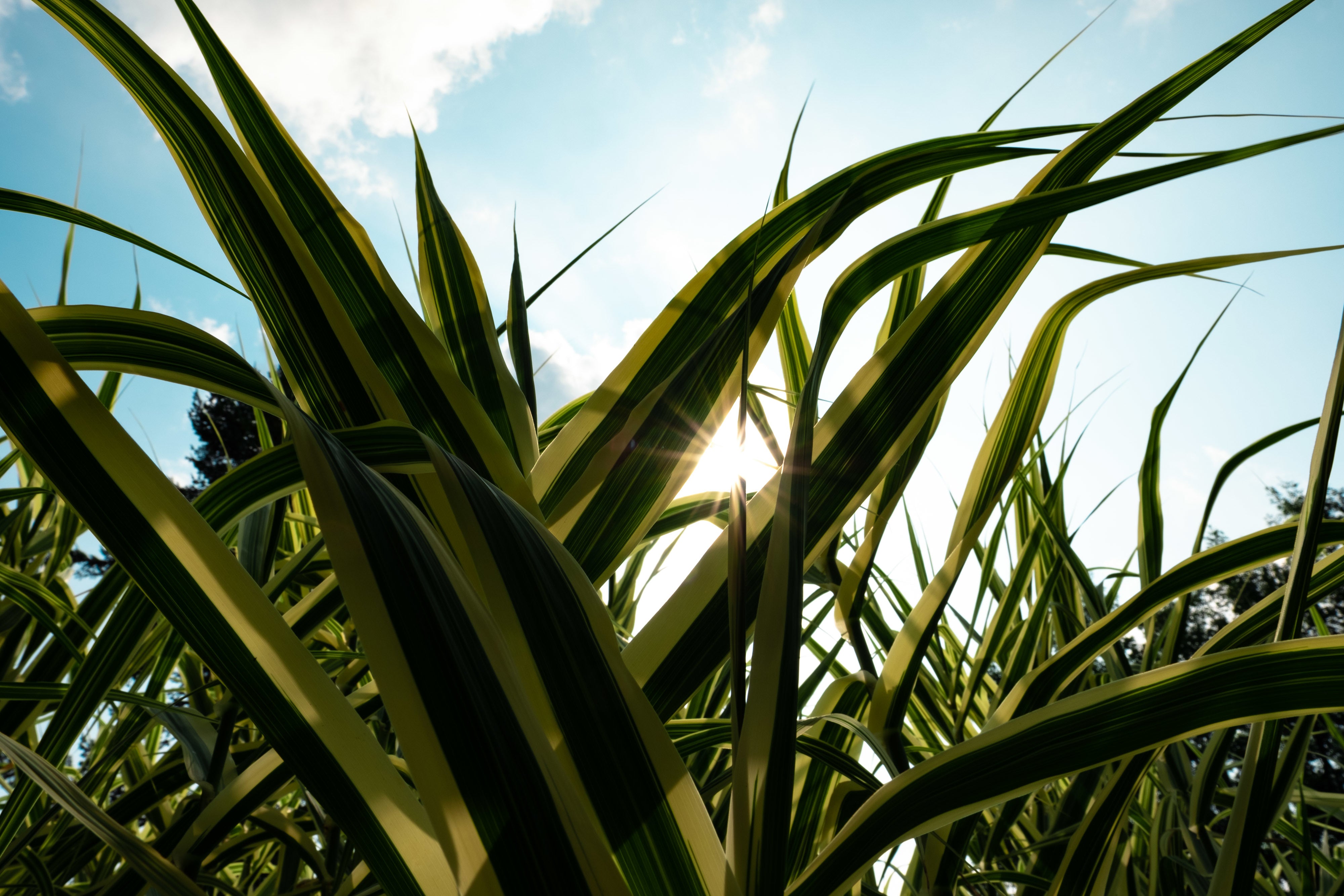 sun-behind-some-plants.jpg